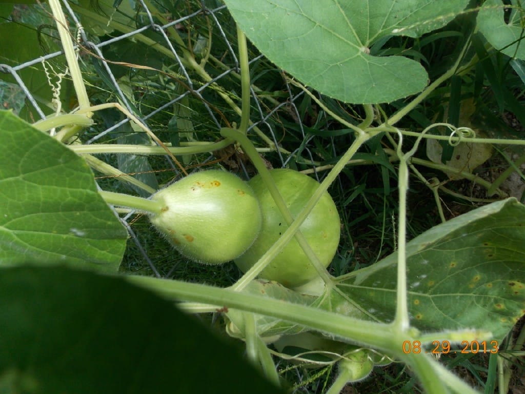 birdhouse gourds growing in the garden