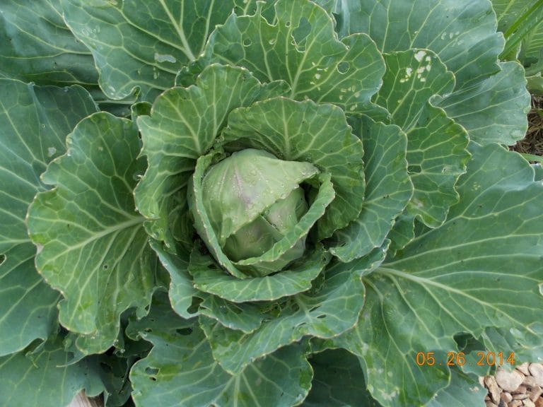 There are so many plants you can plant in winter in Oklahoma. Vegetable gardening year round is totally possible in zone 7.