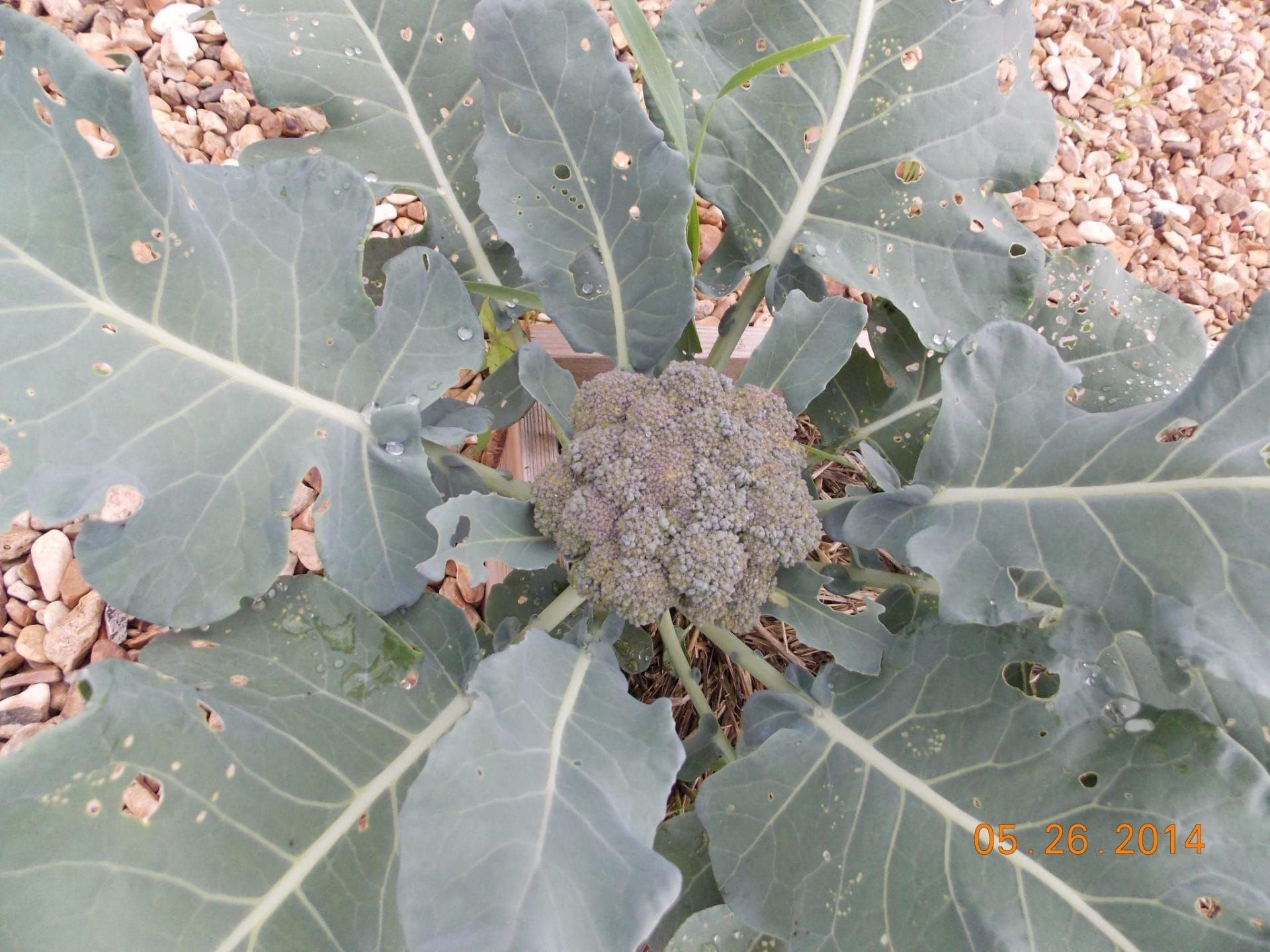 broccoli growing in the winter vegetable garden