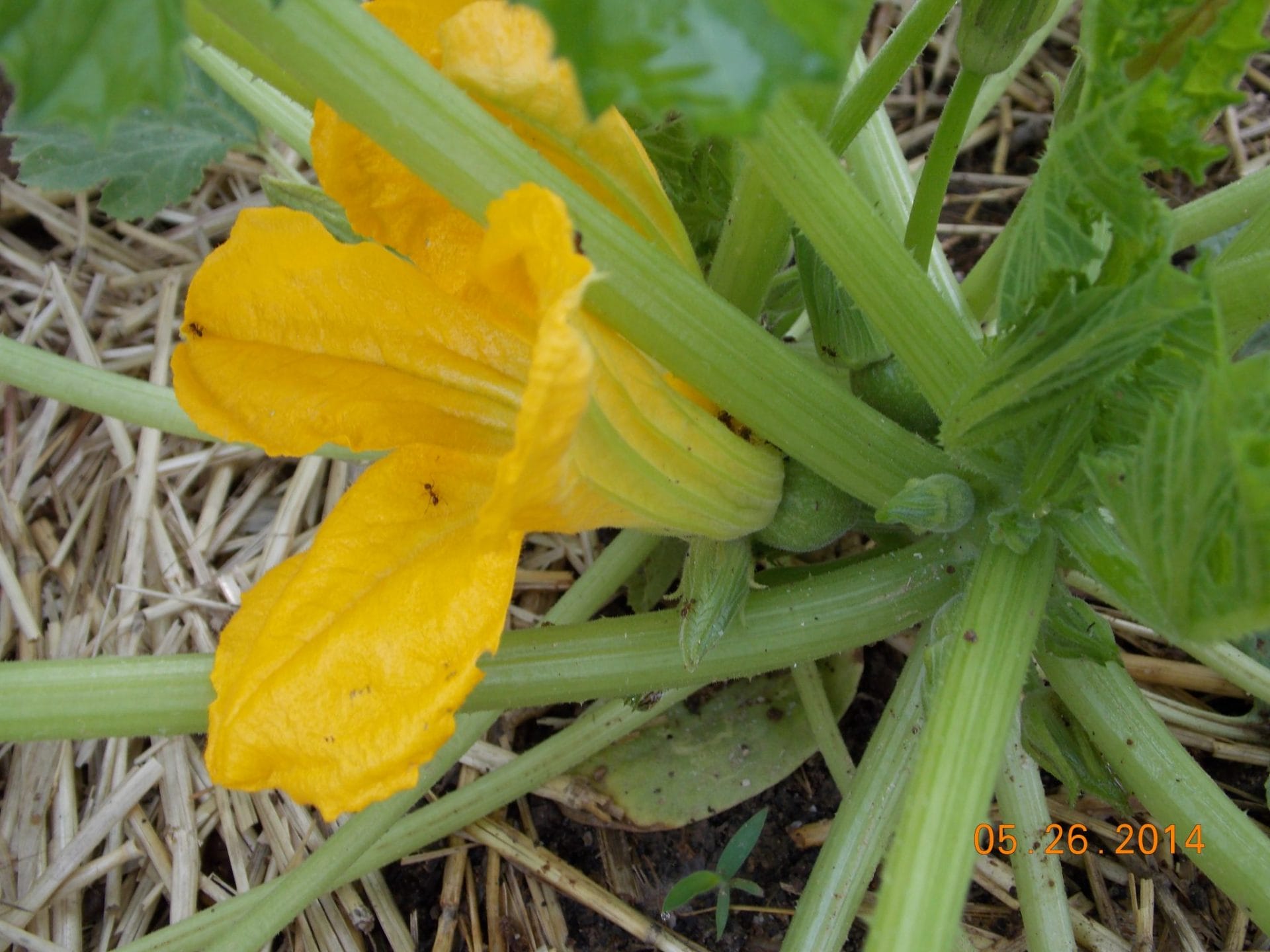 growing squash