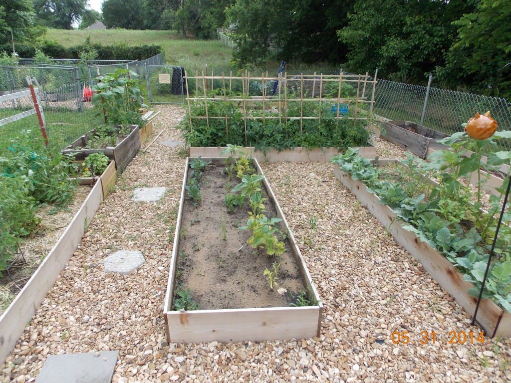 children's garden with raised beds growing food surrounded by gravel mulch in between the beds.