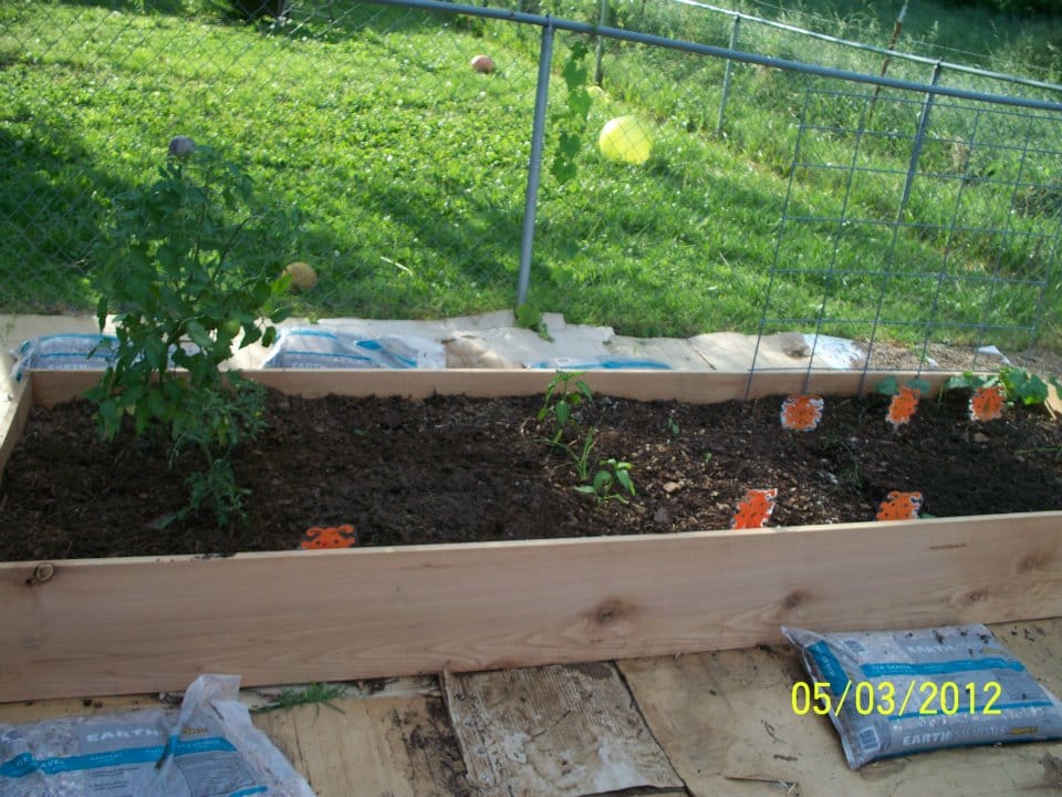 4 Steps to Start a Children's Garden in Your Daycare, small raised bed with seedlings 