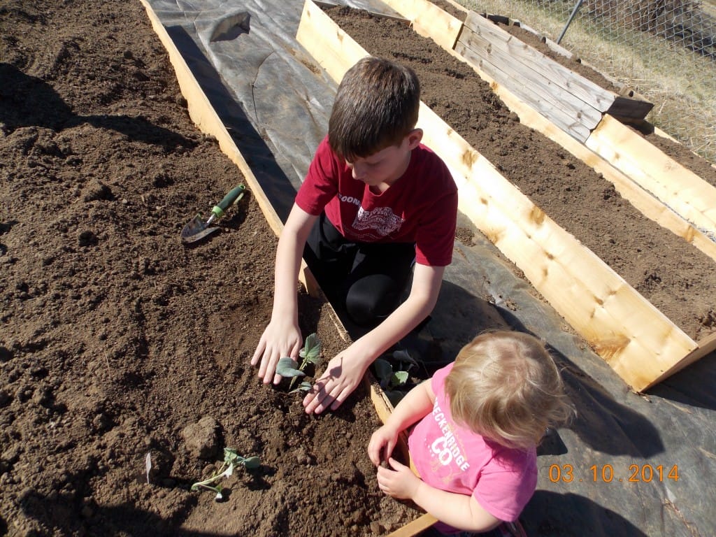 Kids planting seedlings in new raised bed gardens