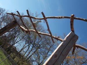 Homemade pergola from junk