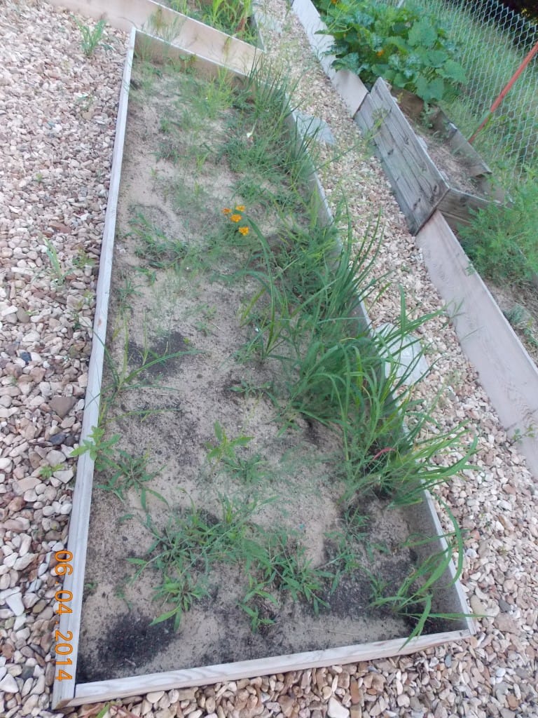 raised bed growing naturally with weeds around the plants