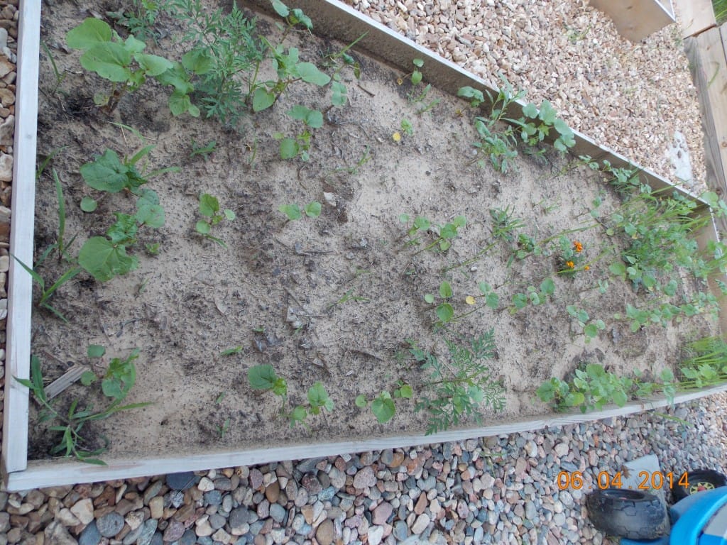 okra seedlings in the organic raised garden bed with weeds here and there