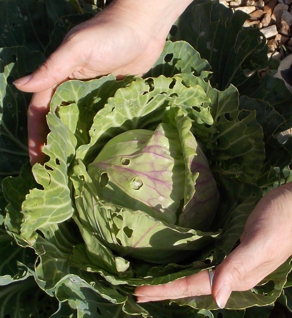 beautiful cabbage plant with hands around the outside of it.