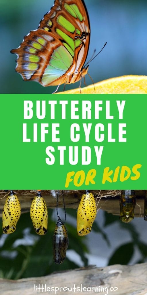 Butterfly on a flower and some butterflies coming out of chrysalis