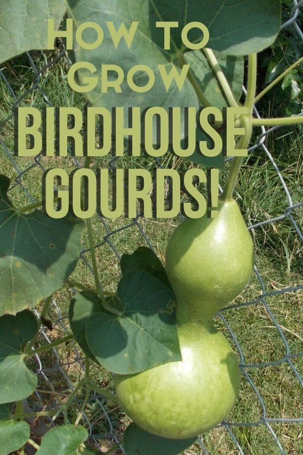 birdhouse gourds growing on a vine on a chain link fence
