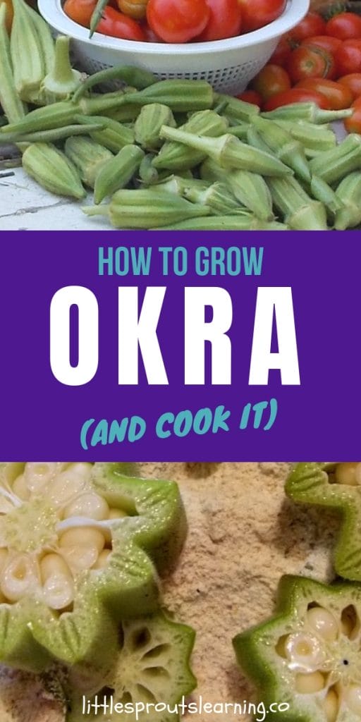 fresh vegetables from the garden, tomatoes and okra and sliced okra in flower ready to dredge for frying