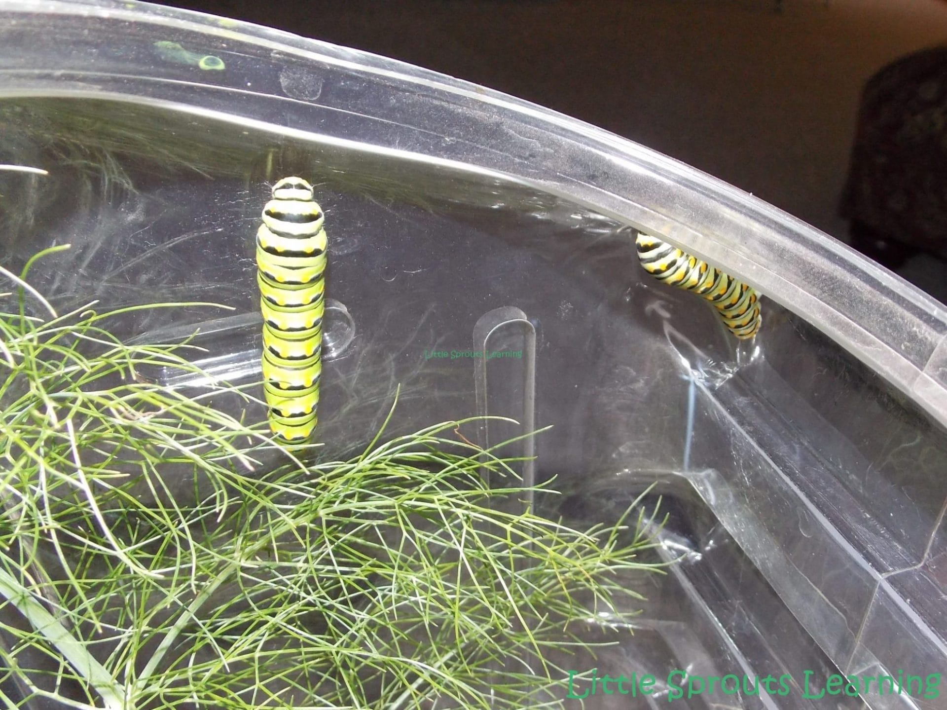 Metamorphosis! Learning About Butterflies clear plastic box wtih black swallowtail caterpillars and fennel to feed them for life cycle study of butterflies