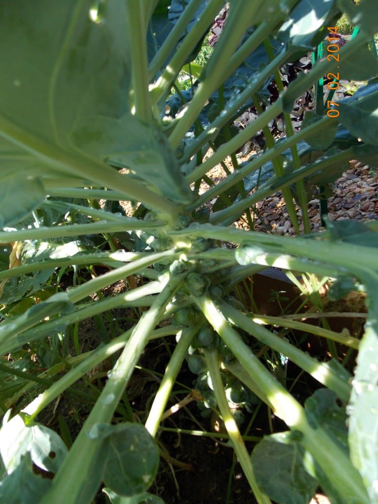 baby brussel sprouts starting to grow on brussel sprout stalk