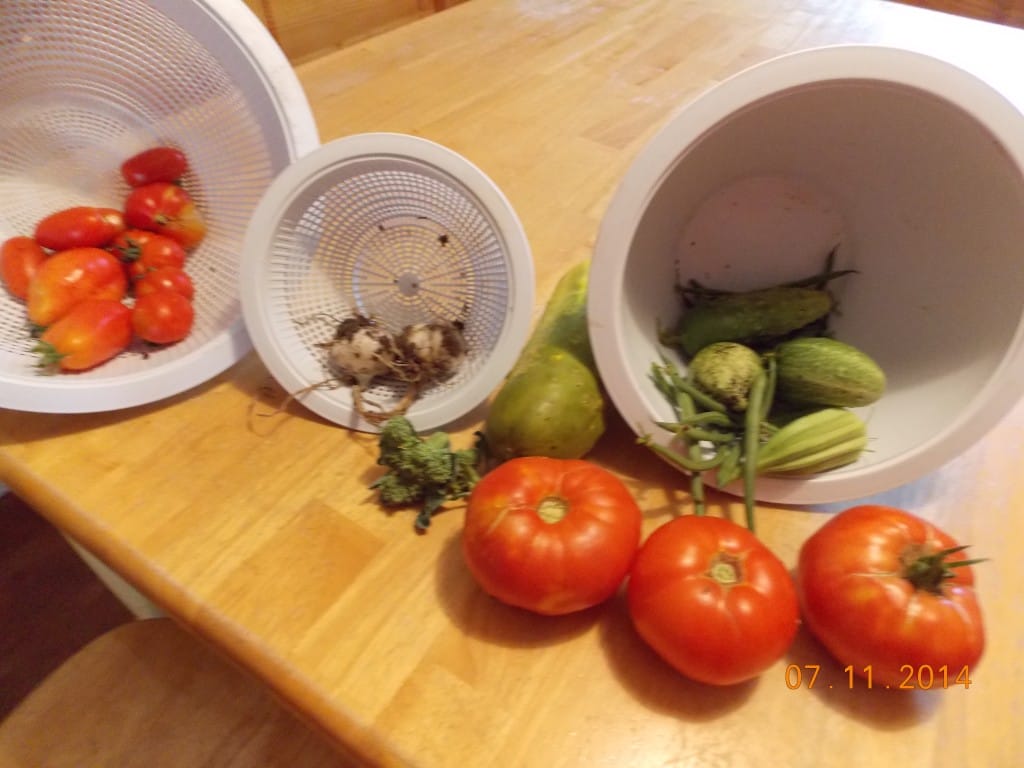 Garden produce from the garden, tomatoes, garlic, cucumbers, okra, broccoli, and green beans on a table