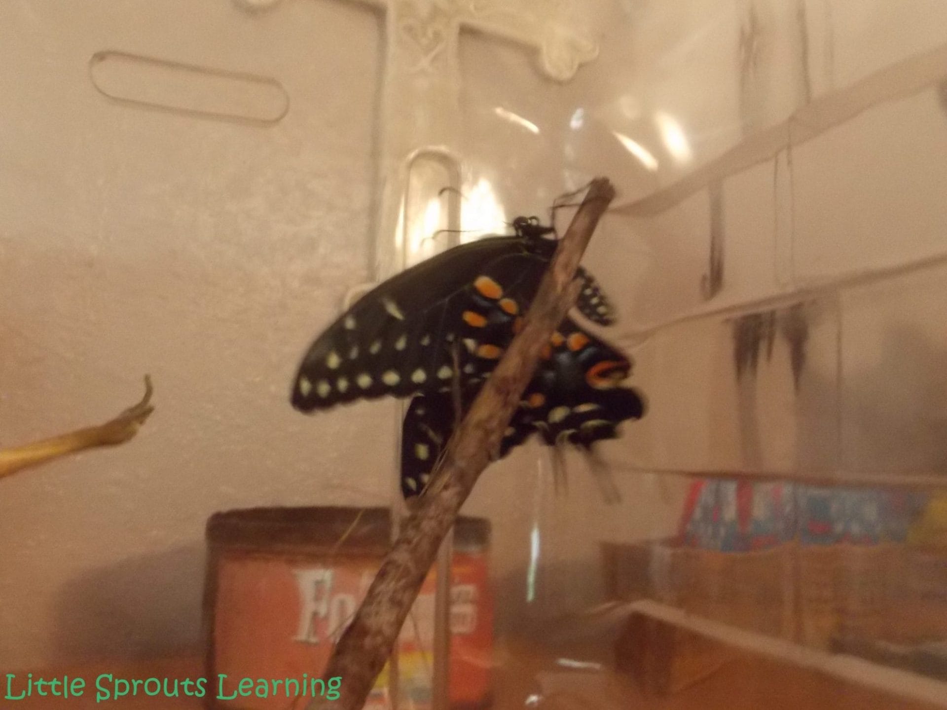 Butterfly Life Cycle Study for Kids, black swallowtail butterfly just emerged and drying on a stick 