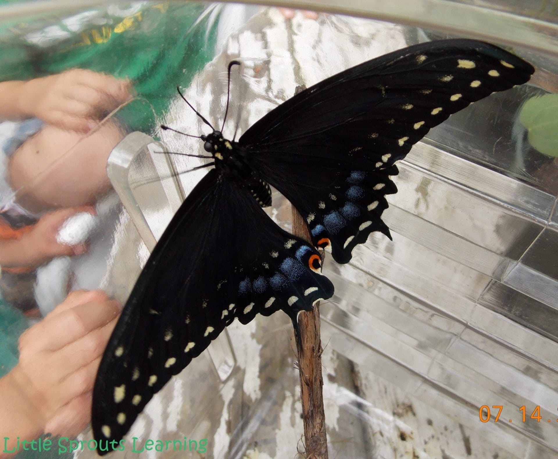 Butterfly Life Cycle Study for Kids, black swallowtail butterfly dried and ready to fly, sitting on a stick in the plastic observation box.