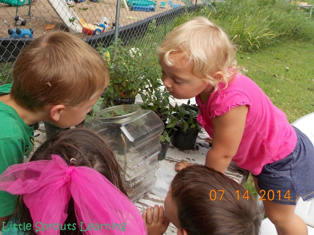 Butterfly Life Cycle Lesson Plan for Kids, group of kids standing around a table with a clear plastic box that had a butterfly waiting for release. Kids are in awe observing the butterfly.