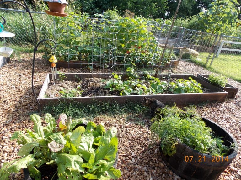 When the garden decides to put out cucumbers, you can end up with excess cucumbers. Are you wondering what to do with excess cucumbers?