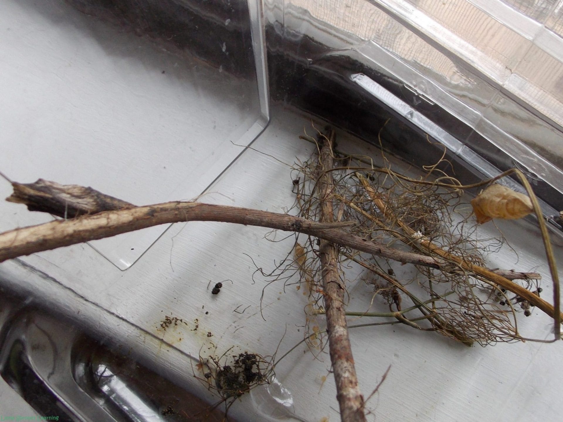 Metamorphosis! Learning About Butterflies Butterfly Life Cycle Lesson Plan for Kids, claer plastic box with dried up fennel and chrysalis of caterpillars. The chrysalis are brown and there is caterpillar poop in the bottom of the box.