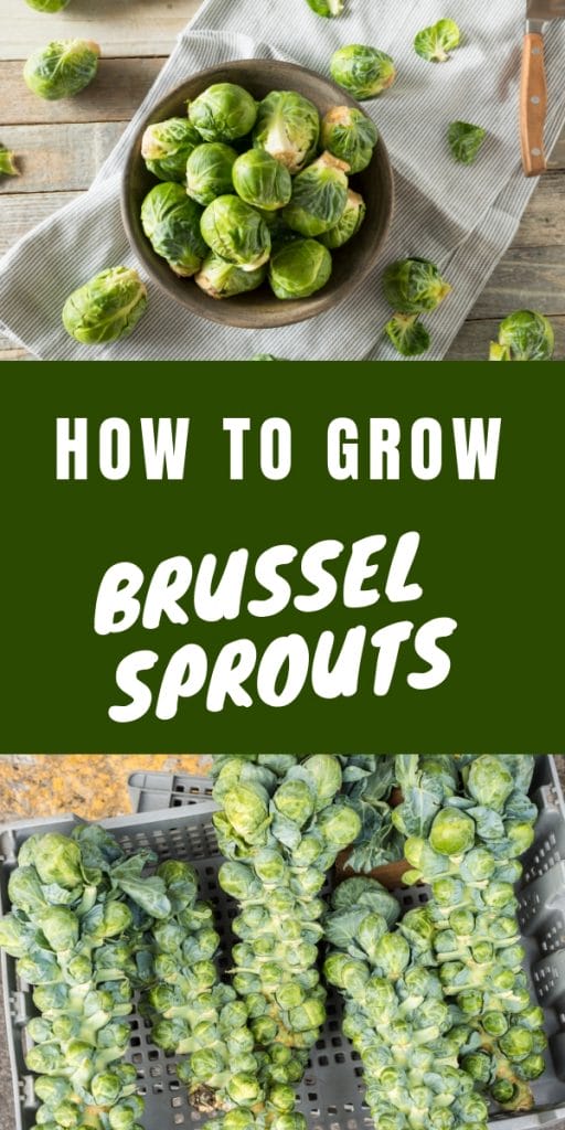 brussel sprouts in a bowl and stalks of brussel sprouts from the garden.