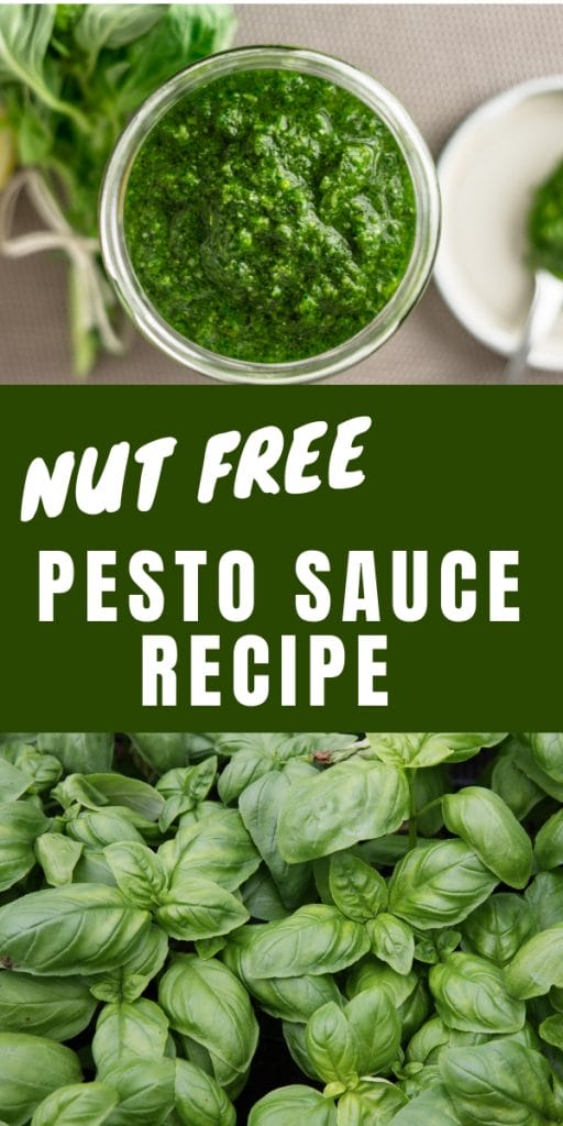 nut free pesto sauce in a jar and basil growing in the garden