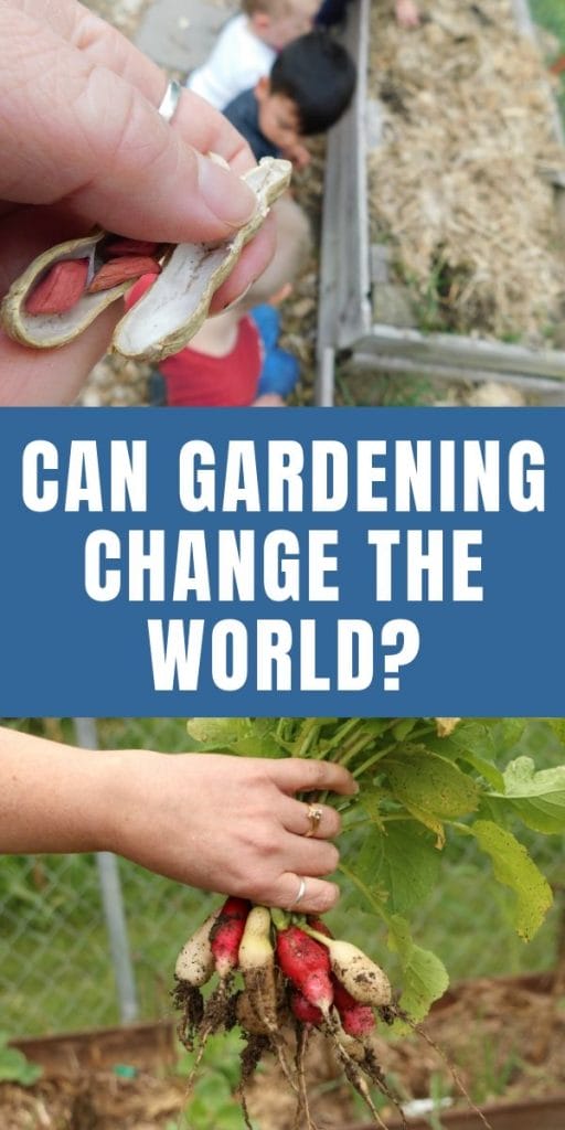 a hand holding freshly dug peanuts and a hand holding fresh picked radishes.