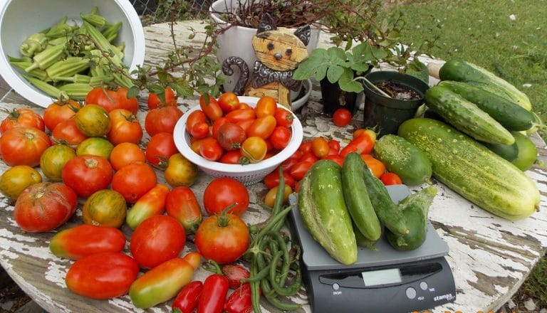 It’s sometimes hard to tell when the produce is perfectly ready. Do you know when to harvest vegetables in the garden, and fruit?