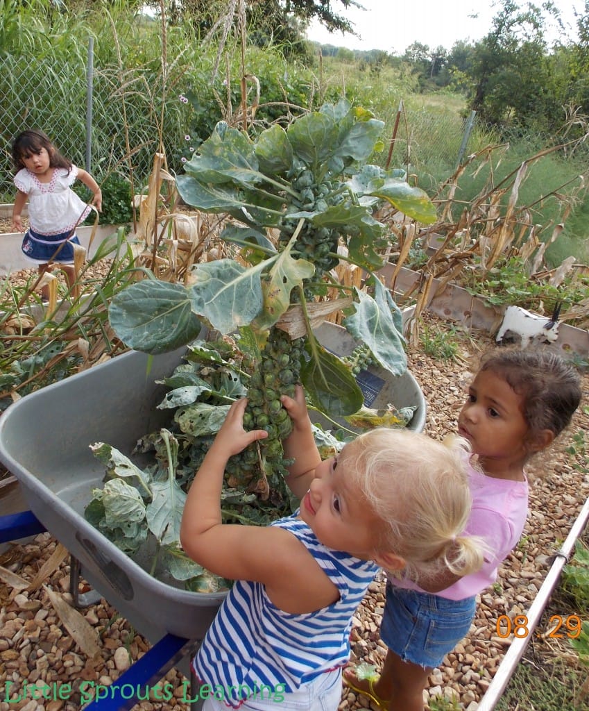 kids carrying brussel sprouts stalks from the garden to wheelbarrow for harvest