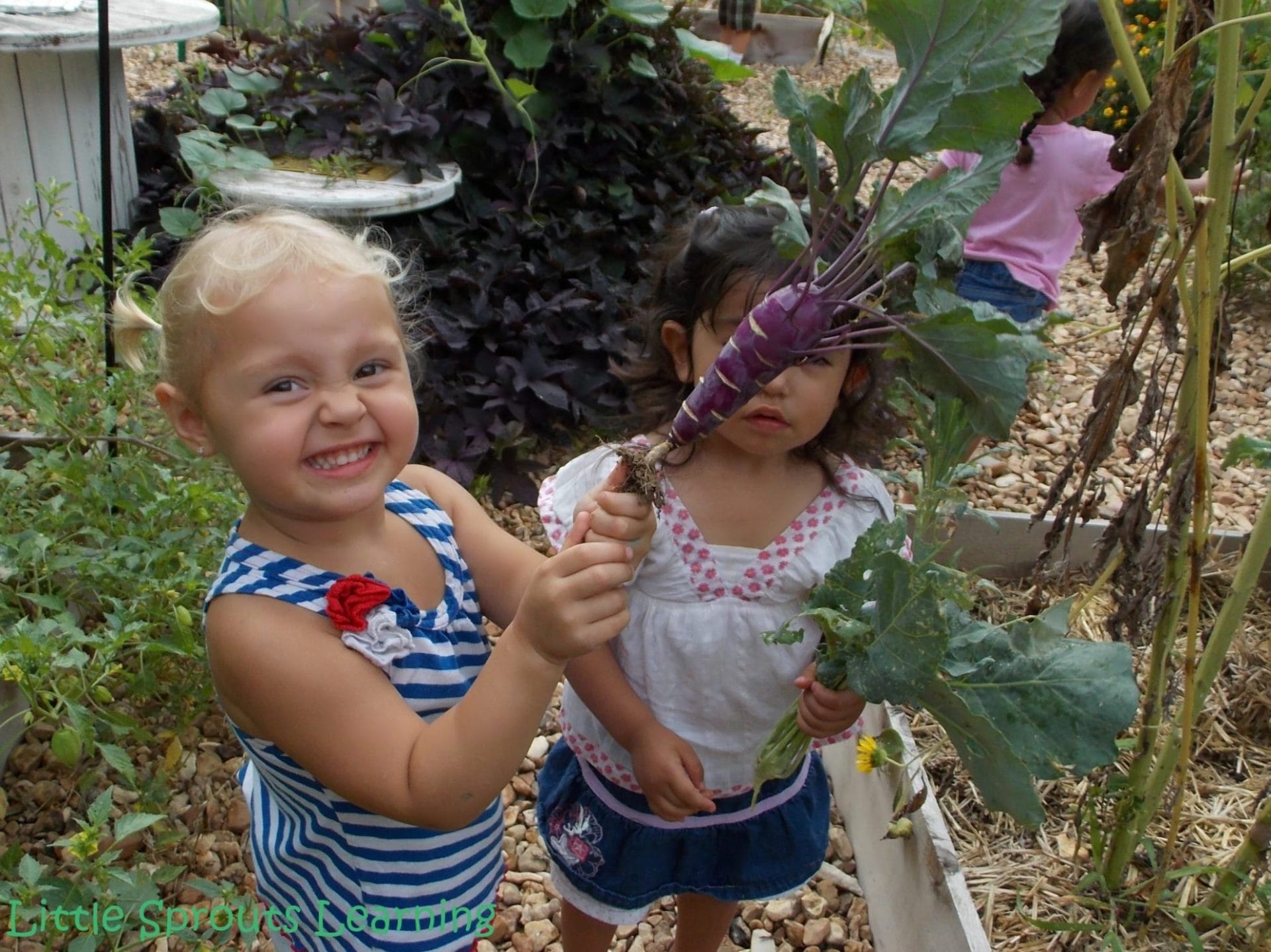 kids picking vegetables in the children's garden, kohlrabi