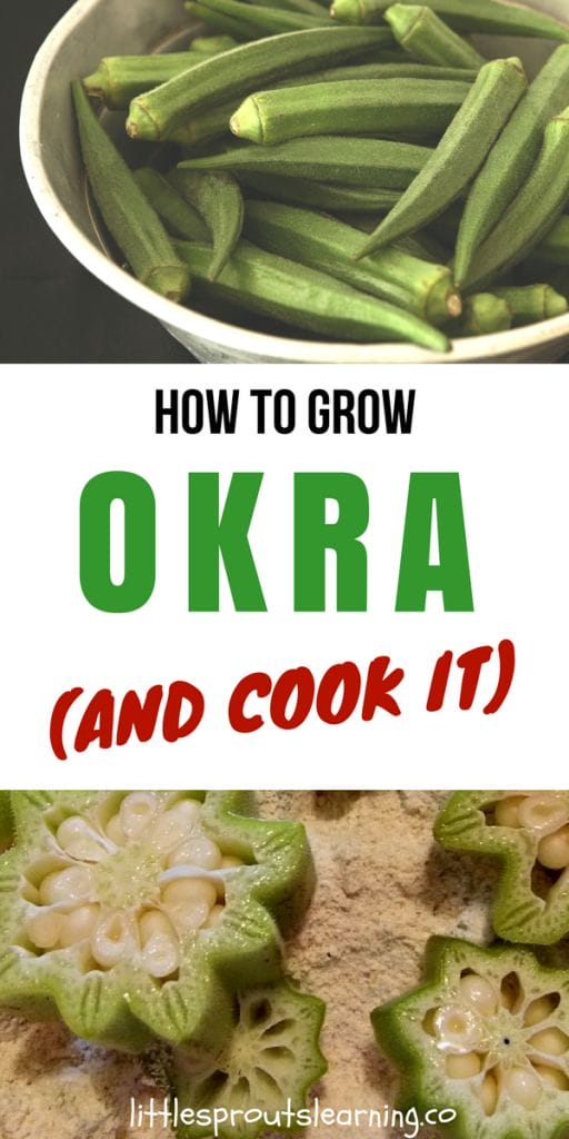 How to Grow Okra (and Cook it)