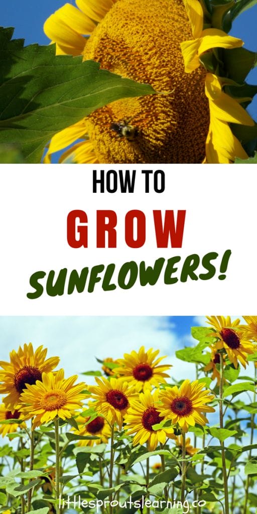 How to grow sunflowers