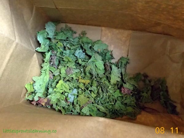 How to Dehydrate Greens and Herbs and Make Homemade Green Powder