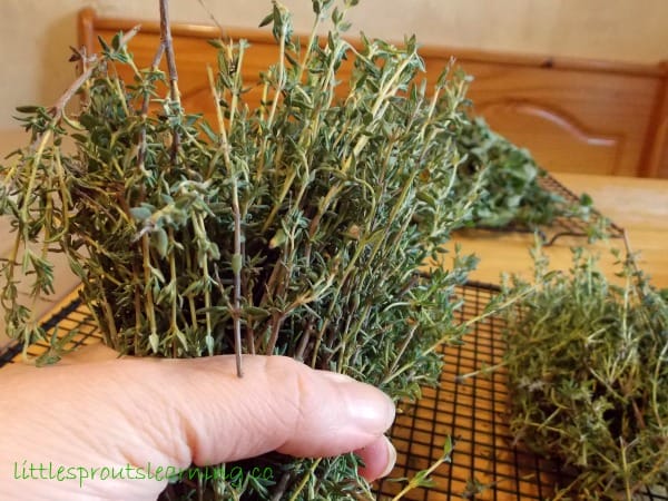 How to Dehydrate Greens and Herbs and Make Homemade Green Powder