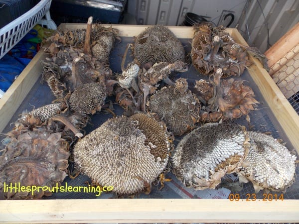 sunflower heads drying on a screen