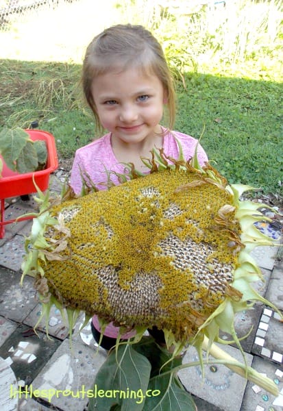 child holding a giant sunflower head