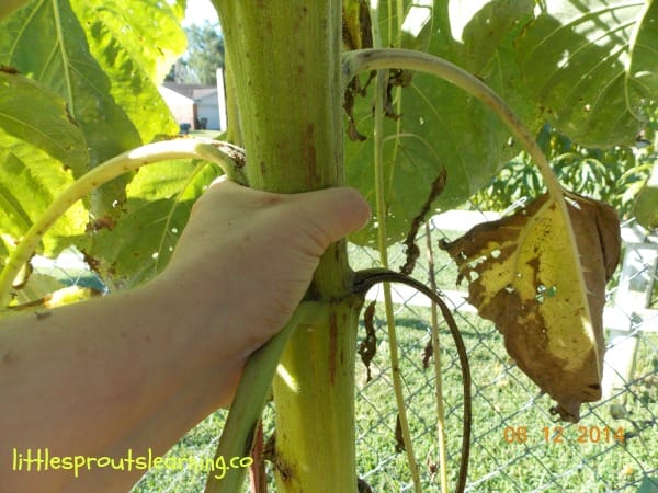 hand on a sunflower stalk showing how huge it is