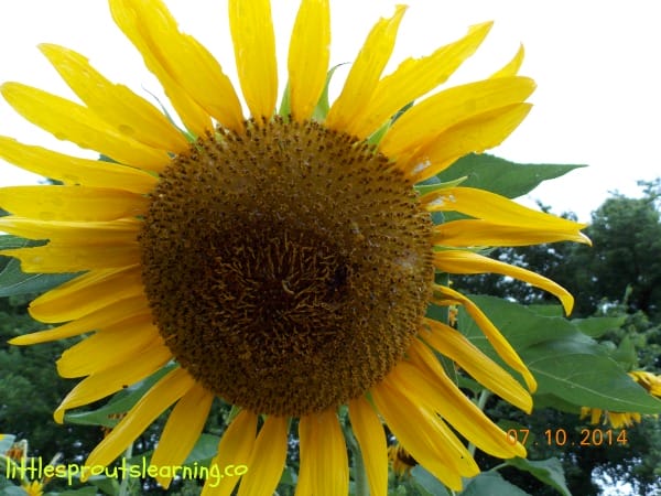Why not grow sunflowers with kids? Sunflowers are gorgeous, draw pollinators, look gorgeous, make food for birds, and are edible.