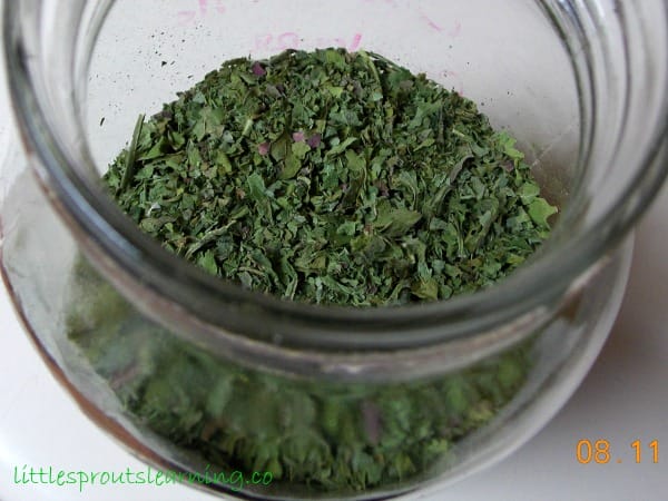 Preserving the harvest is a great way to get more out of your garden! Sometimes the garden gives a ton of surplus. Learning to dehydrate greens and herbs is a great way to preserve vital nutrients and flavors for later use. You can dehydrate greens and herbs with very little effort and their uses are limitless.