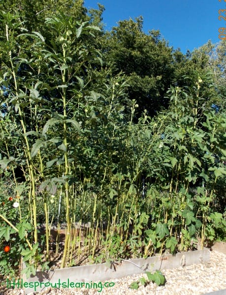 fall okra stalks, still producing