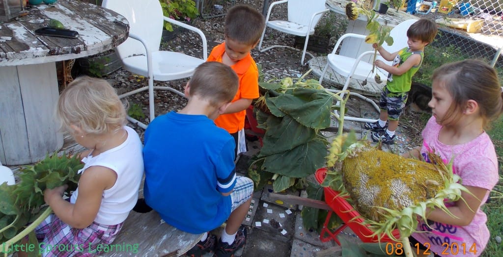 harvesting sunflowers with kids
