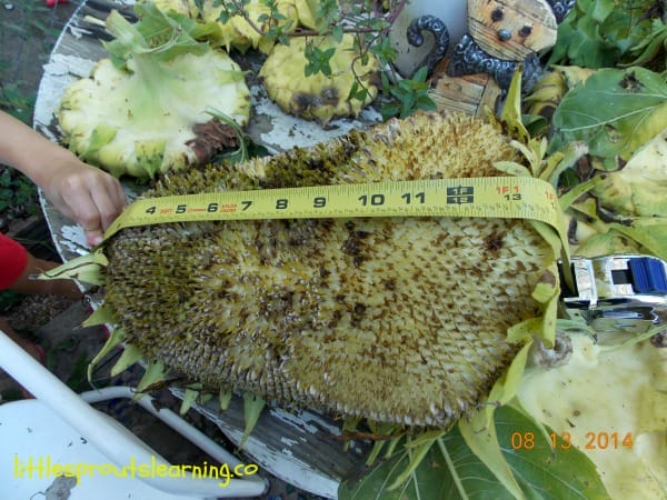 measuring tape measuring a 14 inch sunflower head.