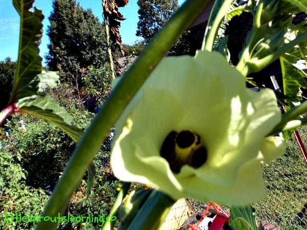 How to Grow Okra (and Cook it)