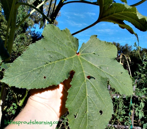 okra leaf