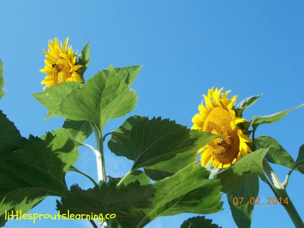 super tall sunflower