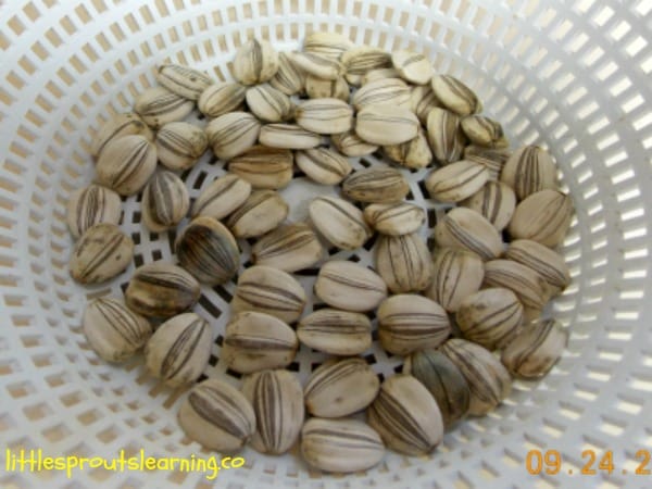 clean sunflowers in a colandar