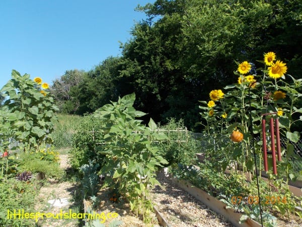 garden with lots of sunflowers