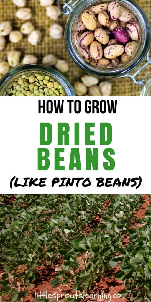 How to grow dried beans, beans growing in the garden
