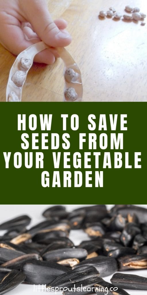 a child's hand holding a bean seed pod with seeds inside and a pile of sunflower seeds.