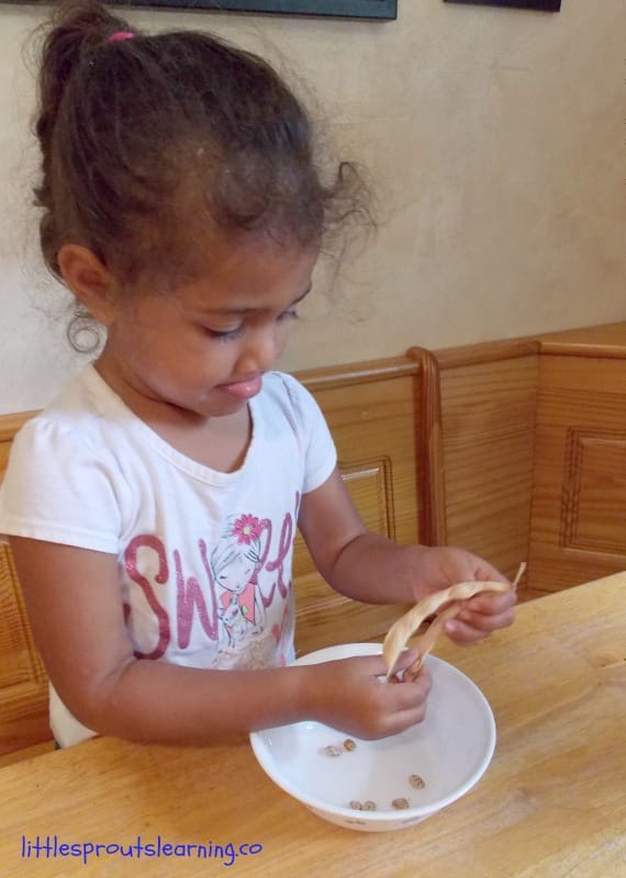 How to Grow pinto beans, child shelling dried pinto beans at the table.