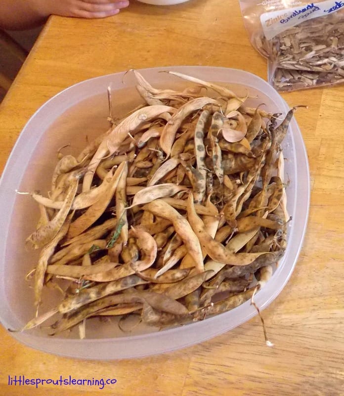 bowl full of dried pinto beans ready to shell