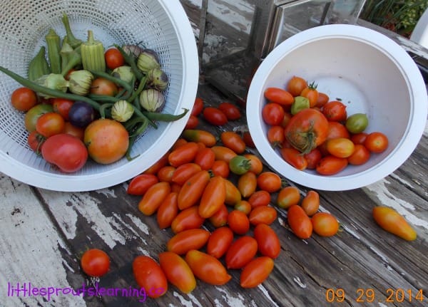 preschool sensory garden harvest, green beans, okra, tomatillos, and tomatoes spilling out on an old table.